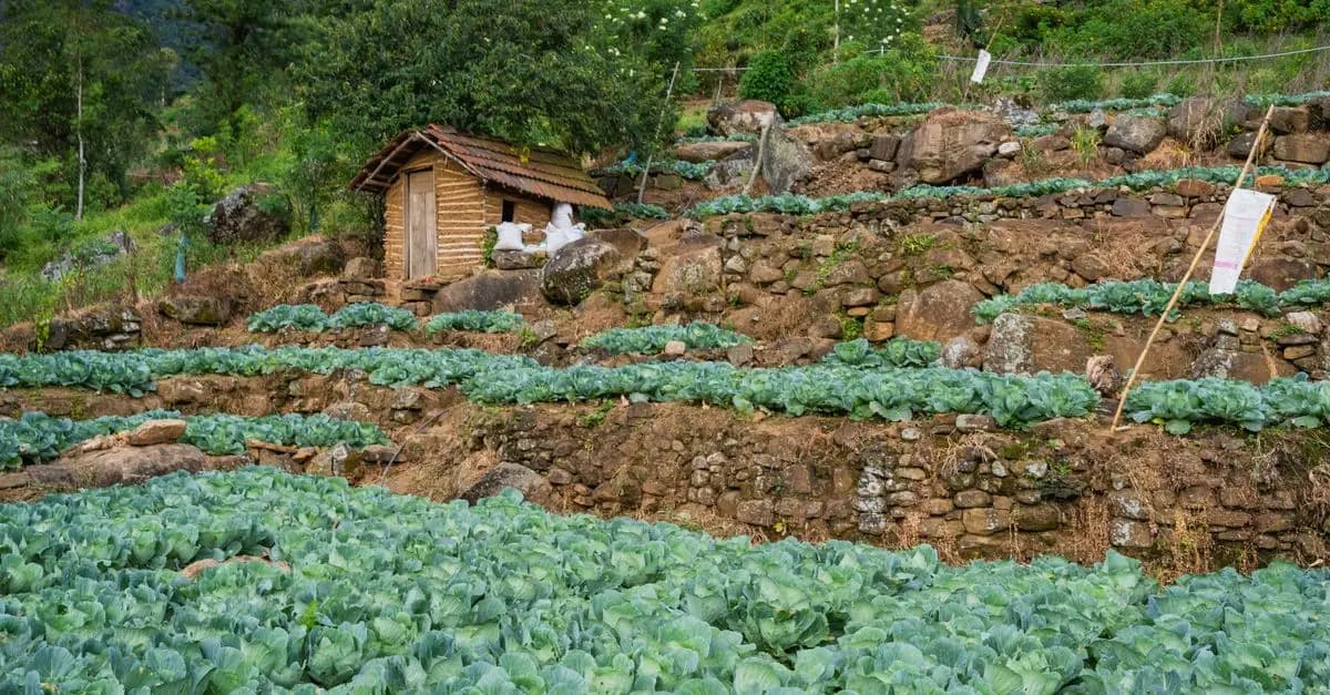Les atouts du marketing par email pour les ventes agricoles