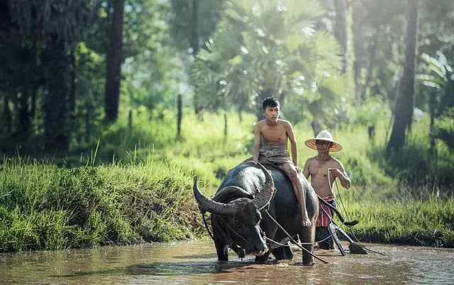 Comment maximiser vos ventes agricoles grâce aux foires