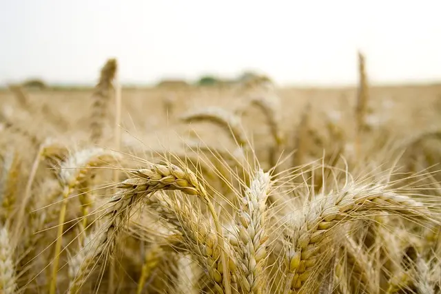 Les meilleures pratiques pour optimiser votre vente agricole
