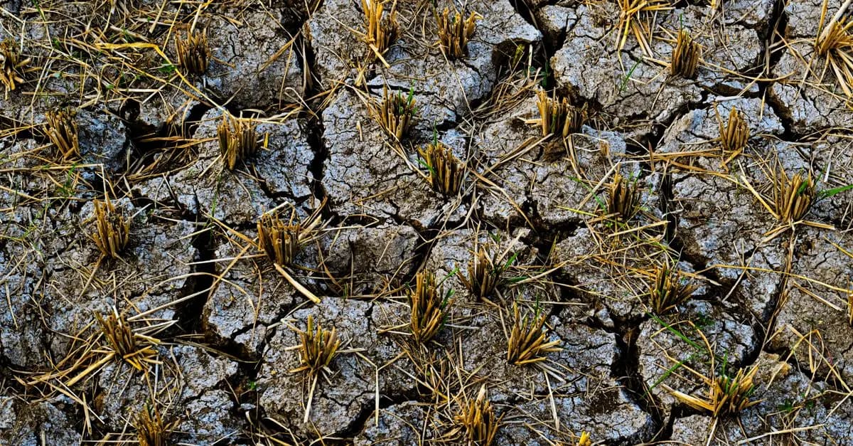 L'impact des subventions agricoles sur la vente