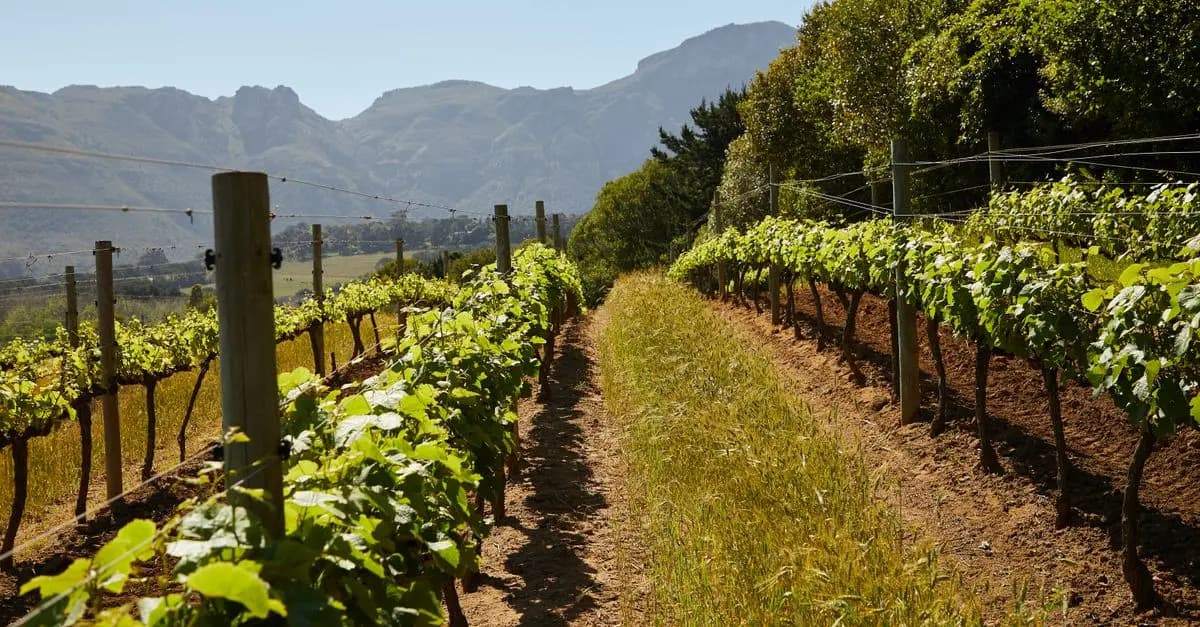 Stratégies d’export pour les vins français