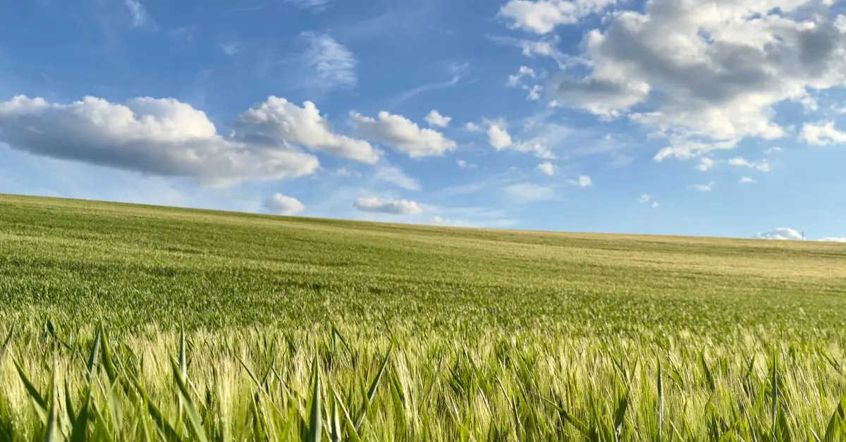 Impact du changement climatique sur les ventes agricoles