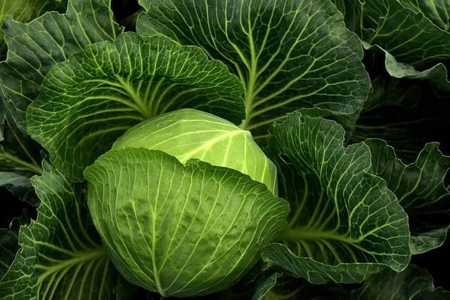 Comment réussir la vente de vos produits bio