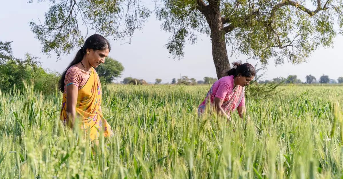 Les meilleures pratiques pour la vente de semences agricoles