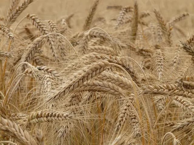 Comment augmenter vos ventes agricoles avec une bonne saisonnalité