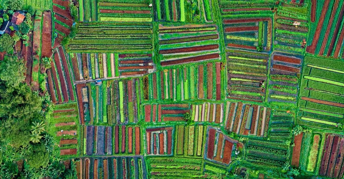 Comment maximiser votre présence en ligne pour vendre des produits agricoles