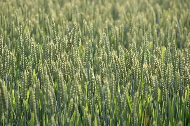 Comment établir une stratégie de vente agricole durable