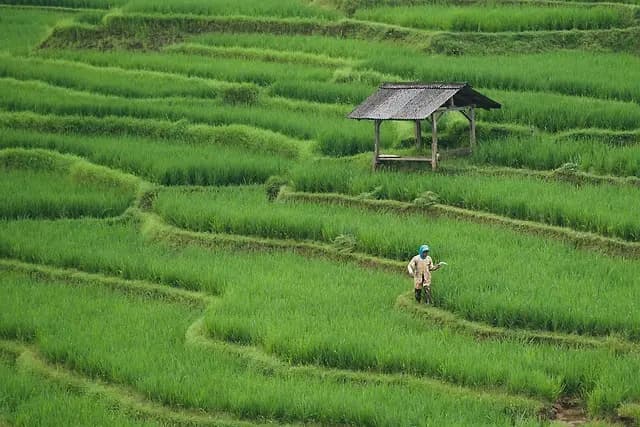 Comment utiliser le marketing d'influence pour vos ventes agricoles