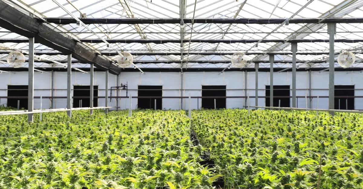 Analyse financière : rentabiliser votre activité agricole