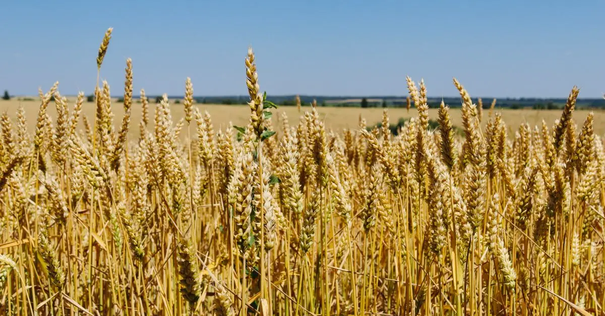 Comment créer un plan de vente pour votre exploitation agricole