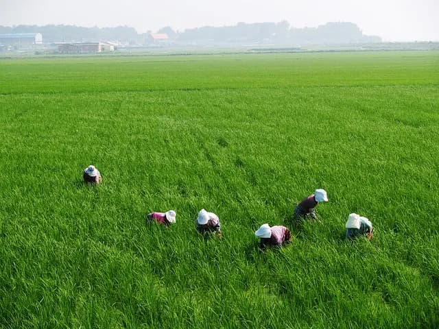 Comment développer une stratégie de vente efficace pour vos produits agricoles