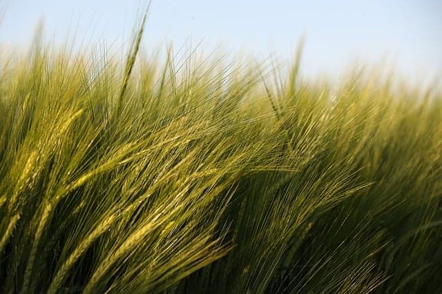 Comment développer une offre irrésistible pour vos produits agricoles