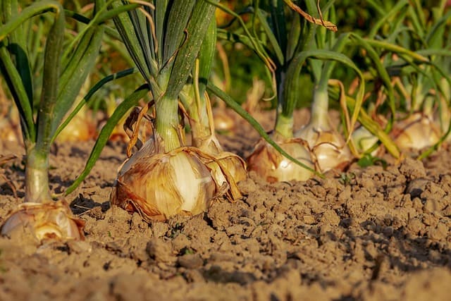 Comment bien choisir vos canaux de distribution pour la vente agricole