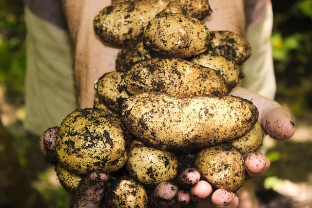 5 conseils pour réussir la vente de produits agricoles bio