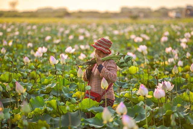 Comment choisir la meilleure stratégie de vente pour vos produits agricoles