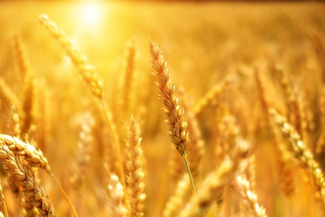 Comment adapter votre stratégie de vente aux saisons agricoles